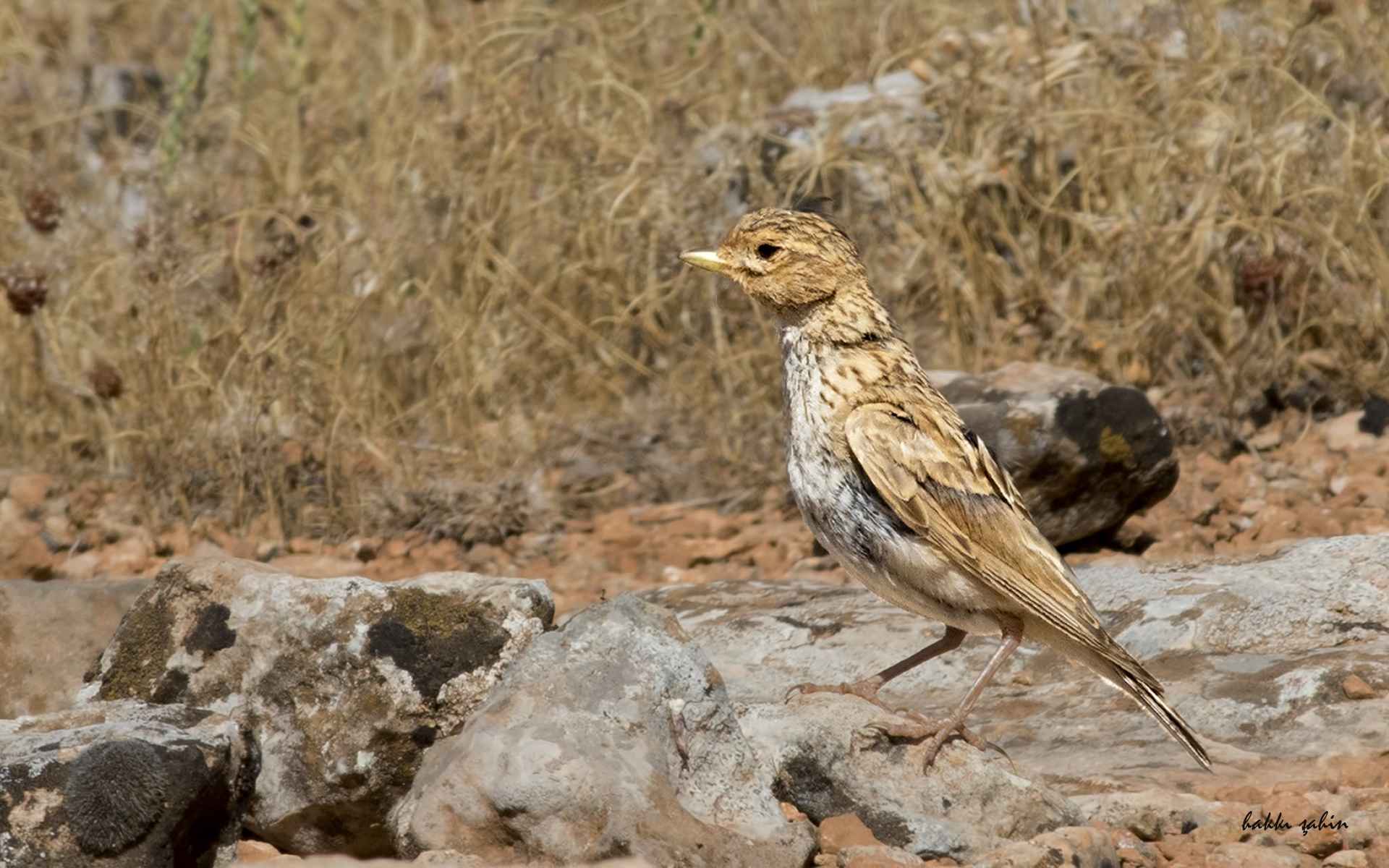 Lesser Short-toed Lark